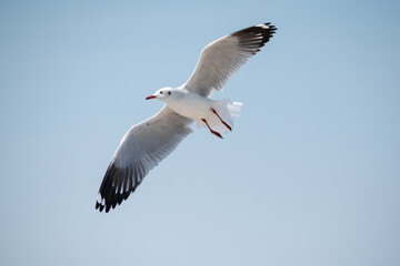 Fototapeta premium Seagull flying in the sky at Bang Pu Recreation Center Thailand.