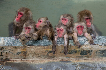 group of monkeys in onsen