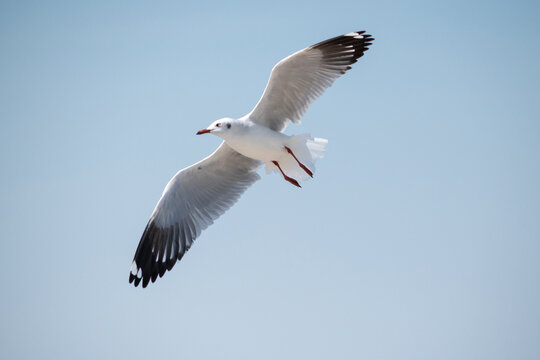 Seagull flying in the sky at Bang Pu Recreation Center Thailand.