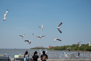 Samut Prakan, Thailand - January 25, 2021: Tourists feeding group of seagull fly over at Bang Pu seaside recreation center, Thailand.