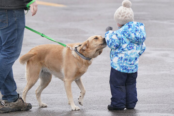 Little girl meeting a dog out for a walk. Yellow lab in on leash and is friendly but care must be taken when introducing dogs to children