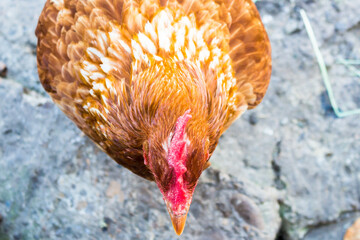 Top-view of the rooster with a red crow © Vlad Negru/Wirestock