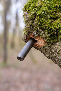 WWII bullet cartridge in a tree trunk. Peace concept. Copy space. Vertical image. 	