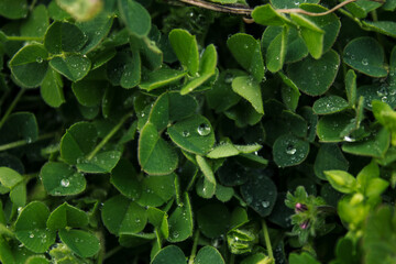 Green grass Clover after rain Water drops small leaves