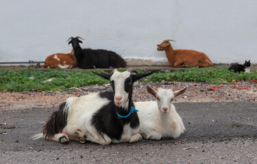 Naklejka na ściany i meble goats resting in the shade