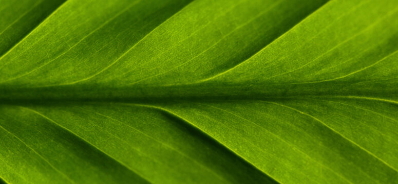 Gr&uuml;ne Blatt textur