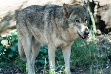 Timber wolf walking in the grass