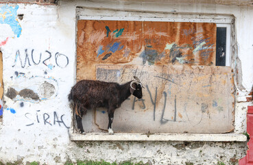 Weathered building, Goat resting in the old window.