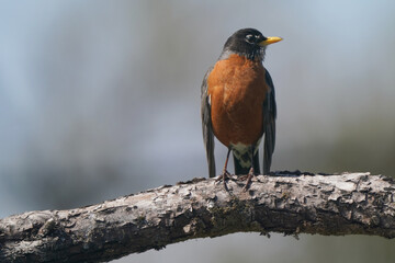 Robin in snowfall in early spring on high branch on overcast snowy day