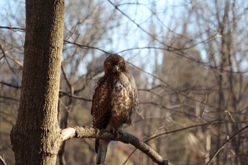 Red Tailed Hawk