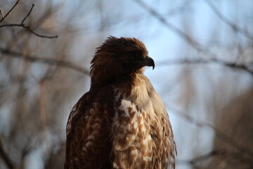 Red Tailed Hawk