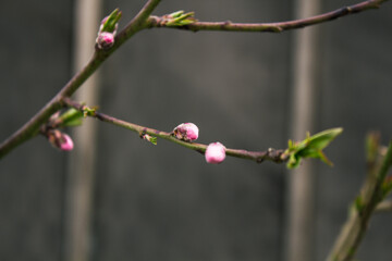 Peach flowers blooming in the peach grove in spring. Blooming branch of the fruit tree