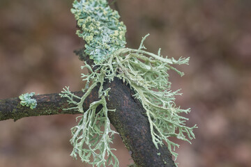 lichens on tree branch selective focus