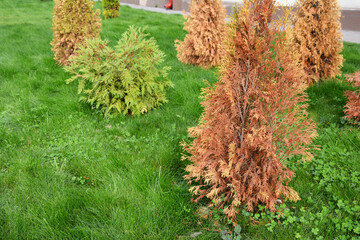 Brown, dead arborvitae trees, thuja on a green lawn. A newly planted arborvitae is dying....