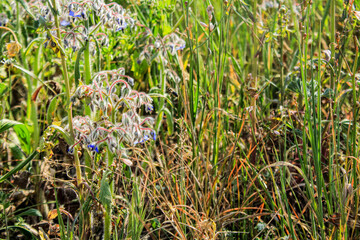 Campo de herbas y abejas