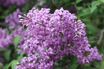 Bright purple lilac. Flowers in spring. Nice weather. Flowering in summer. The sun is shining. Beautiful lilac flowers bloomed. Spring mood