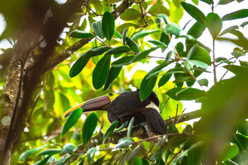 Tucán Pecho Amarillo (Ramphastos ambiguus) 