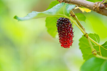Fresh organic mulberries green, yellow, red unripe and black ripe berry on fruit tree mulberries branch and green leaves. Healthy food it has a sweet and sour taste that can be used to make a smoothie