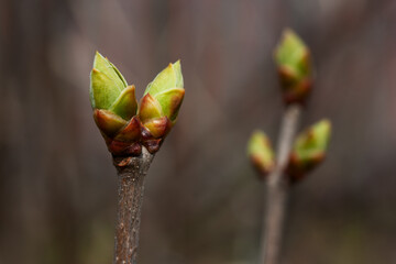 The awakening of nature in the swelling of lilac flower buds