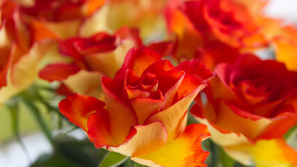 Beautiful spring roses , in bright sunlight