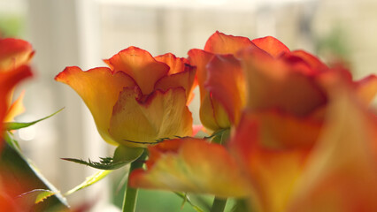 Beautiful spring roses , in bright sunlight