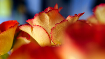 Beautiful spring roses , in bright sunlight