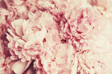 Fluffy pink peonies flowers background in retro style