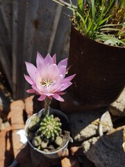 cactus in a pot