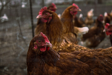 Red chickens on a farm in nature. Hens in a free range farm. Chickens walking in the farm yard.