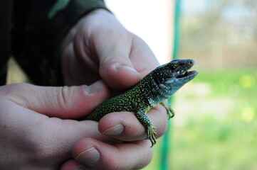 European green lizard Lacerta Viridis caught in human hands. Head of lizard with open mouth and...