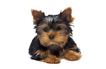 york puppy on a white background