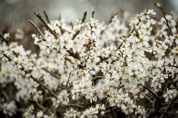 Spring blossoms in a hedgerow