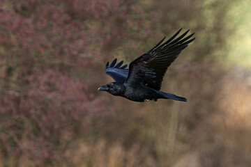 Common raven (Corvus corax)