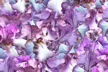 Collage of purple iris, petals of iris multi-exposure.
