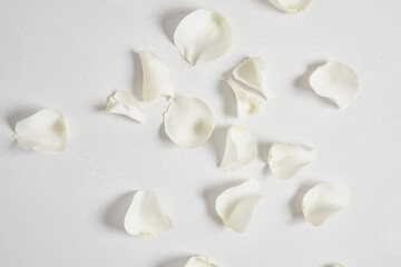 White rose petals on grey background top view