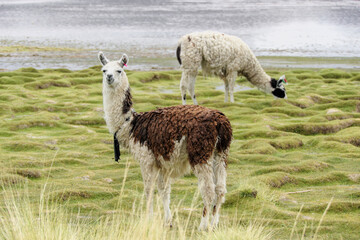 Duo de lamas