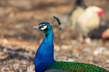 Fototapeta premium Portrait of a colorful peacock bird head. The peacock has a crown on his head.