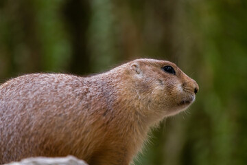 Black-tajled prairie dog living with family