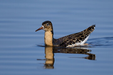 Ruff (Calidris pugnax)