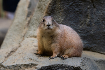Black-tajled prairie dog living with family