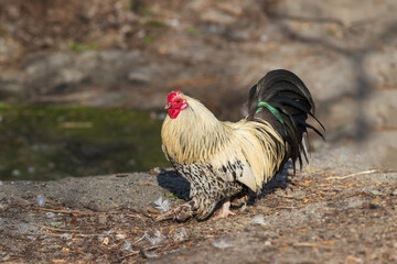 Small ornamental rooster with a red comb. The rooster runs around the backyard.