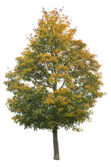 Norway Marple tree in autumn with green and yellow leaves, cutout isolated on white background