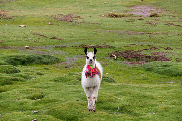 Lama de face portant un collier coloré en Bolivie