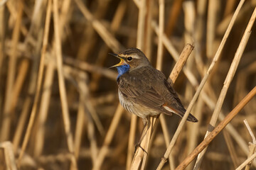 Bluethroat (svecica cyanecula)
