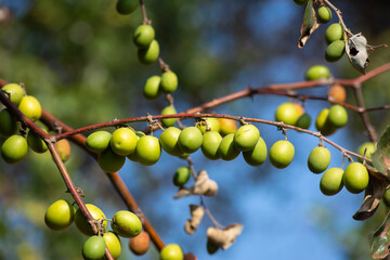 Green jujube fruit on the jujube tree in the garden