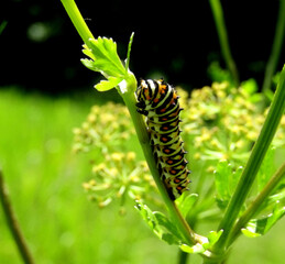 caterpillar on a leaf