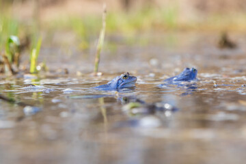 Blue Frog - Frog Arvalis on the surface of a swamp. Photo of wild nature.
