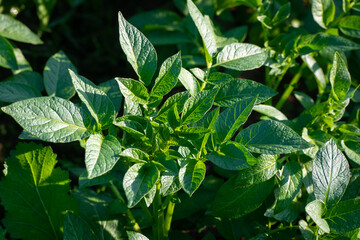 Young potato plant growing on the soil. Natural outdoor background.