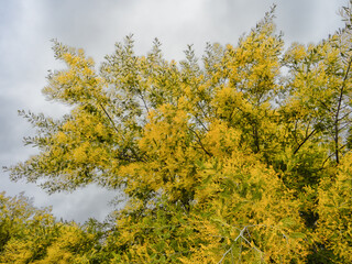 Fototapeta premium Mimosa