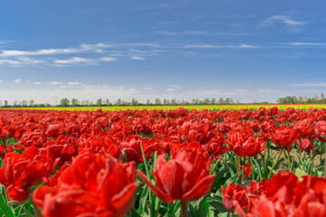 field of tulips